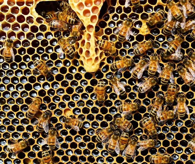 bees honey